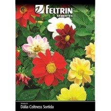 21629 - SEMENTE FLOR.DALIA COLTNESS 20X300MG